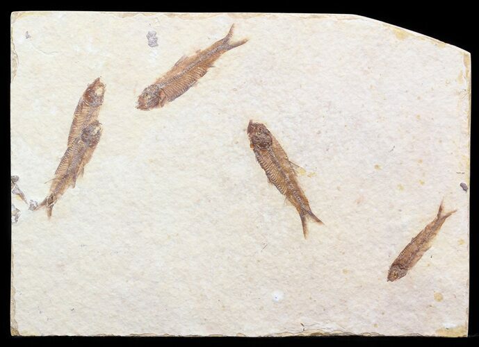 Multiple Knightia Fossil Fish Plate - x #41044